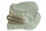Flexicalymene Trilobite Fossil - Indiana #284138-1